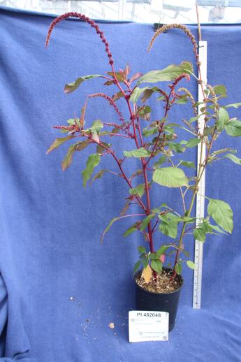 Click for 2 image(s) for this accession. GREENHOUSE
